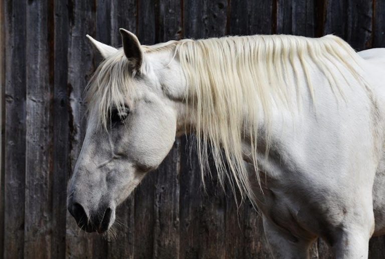 equus pdf