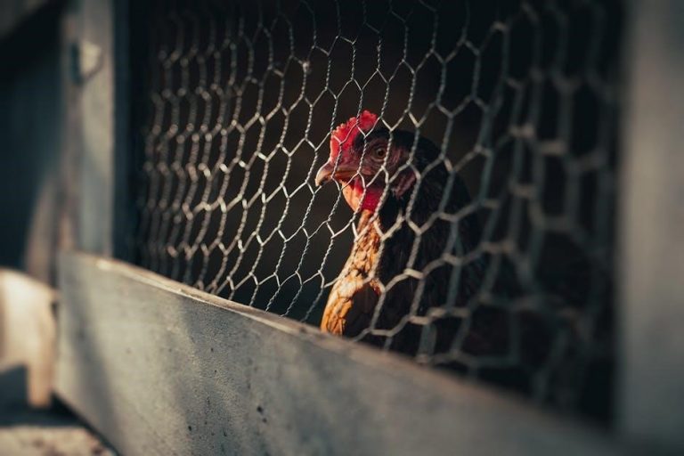 land o lakes summer 2024 calendar pdf